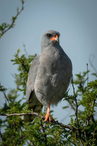 istock Dark chanting-goshawk eyes camera on one leg 1187367919
