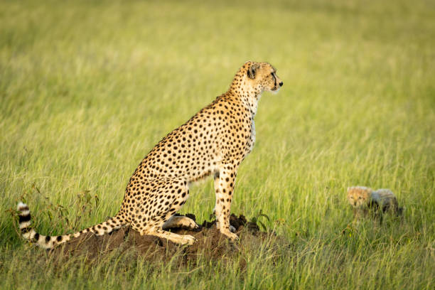 istock Cub walks towards cheetah sitting on mound 1187367985