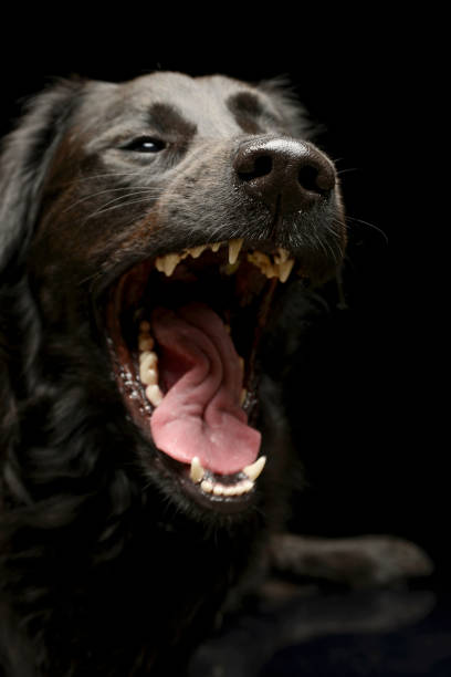 istock Portrait of an yawning mixed breed dog 1187367997