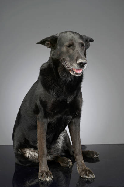 istock Studio shot of an adorable mixed breed dog 1187368160