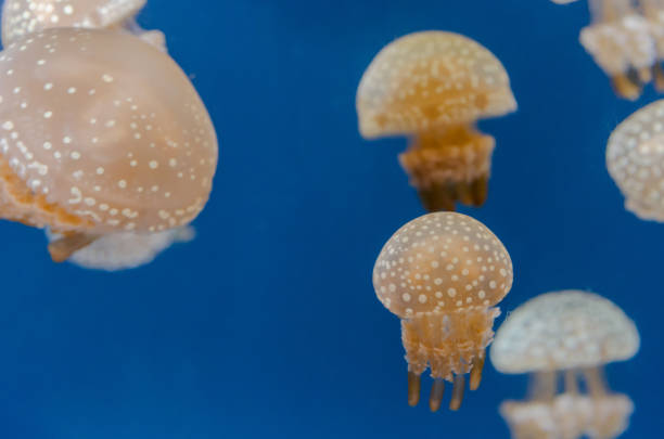 istock Jellyfish in an aquarium 1187368509