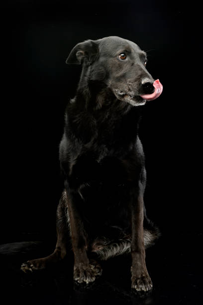 istock Studio shot of an adorable mixed breed dog 1187368551