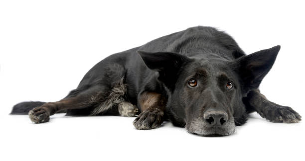 istock Studio shot of an adorable mixed breed dog 1187368555