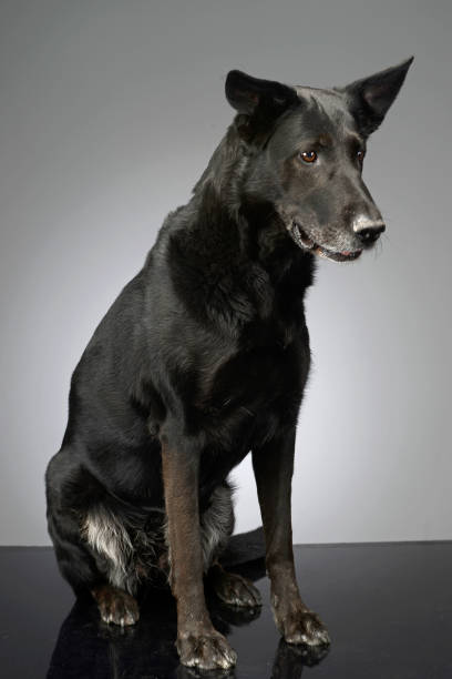 istock Studio shot of an adorable mixed breed dog 1187368561