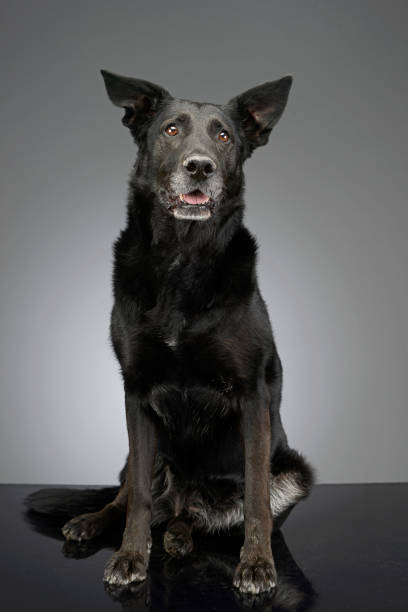 Studio shot of an adorable mixed breed dog sitting on grey background.