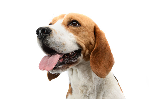 Retrato de un adorable Beagle photo