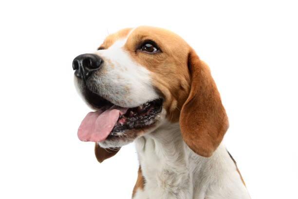 verticale d'un beagle adorable - haleter photos et images de collection