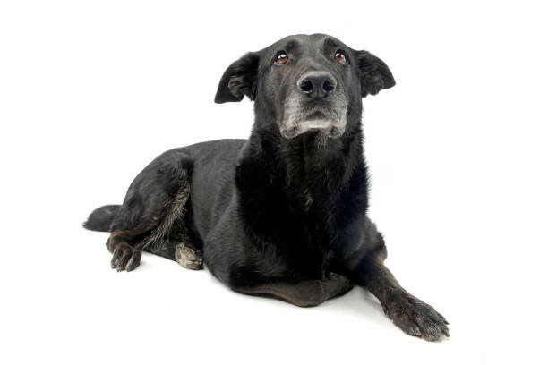 istock Studio shot of an adorable mixed breed dog 1187368582