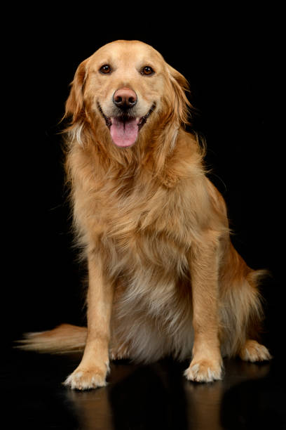 istock Studio shot of an adorable mixed breed dog 1187369107