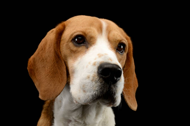 istock Portrait of an adorable Beagle 1187369141