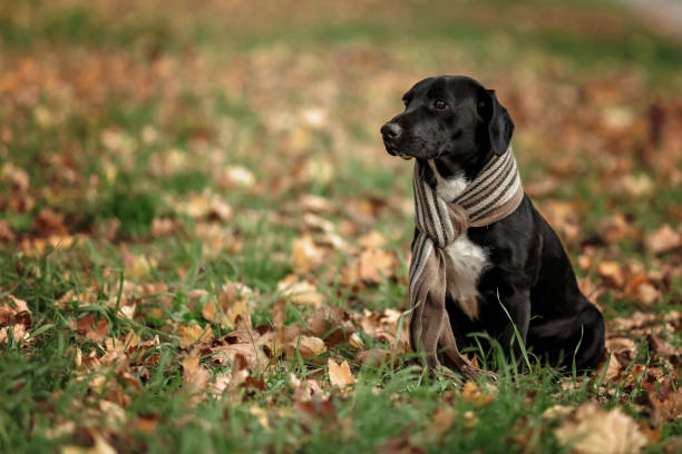A black dog with long ears sits on grass and leaves wearing a scarf