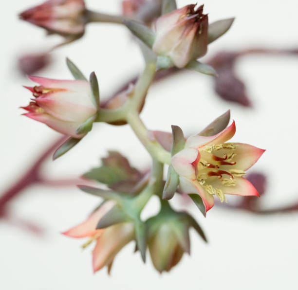 istock Cluster of Tiny, Delicate, Dick`s Pink Succulent Flower on White 1187370604