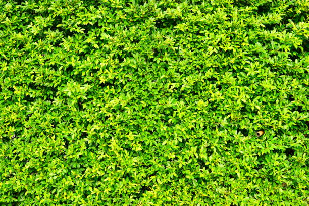 Hedge isolated on white background