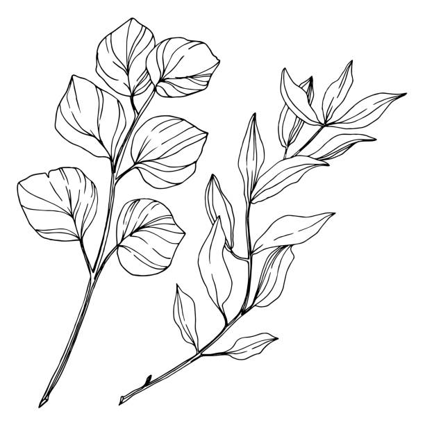 illustrations, cliparts, dessins animés et icônes de feuilles d'arbre d'eucalyptus de vecteur. art d'encre gravé noir et blanc. élément isolé d'illustration d'eucalyptus. - blanc illustrations