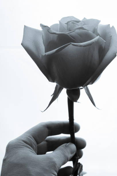 Rose flower in hand sepia toned.
