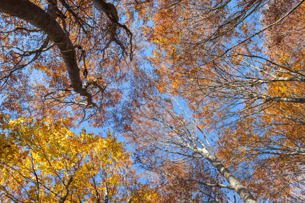istock Foliage on the sky in autumn inside a birch forest 1187372338