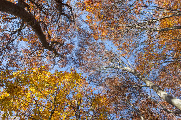 istock Foliage on the sky in autumn inside a birch forest 1187372444