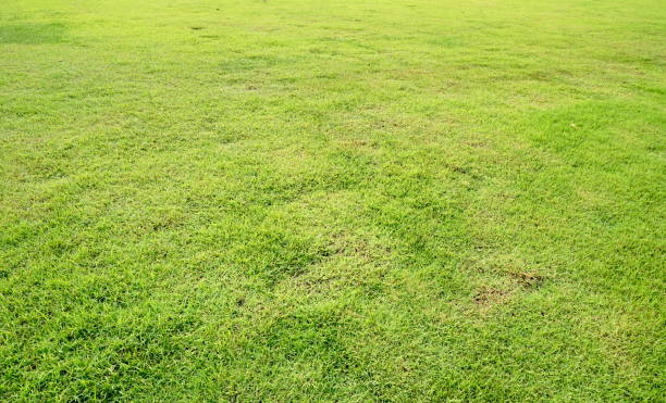 istock Lawn in garden 1187372453