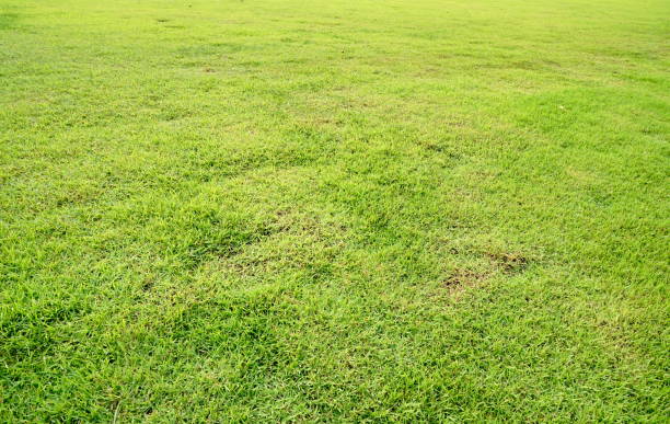 istock Lawn in garden 1187372515