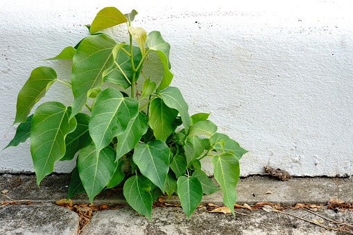 Small The sapling of the bodhi tree