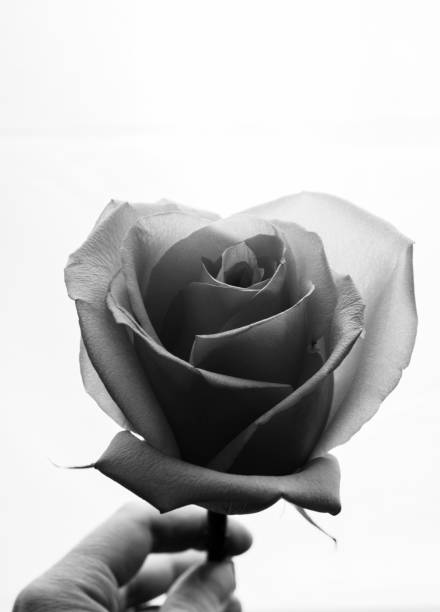 istock Rose flower in hand black and white toned. 1187373952