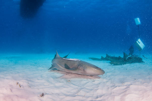 istock Nurse shark at the Bahamas 1187375134