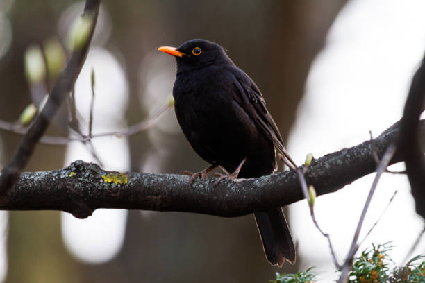 istock blackbird at dusk sits on a branch 1187376460
