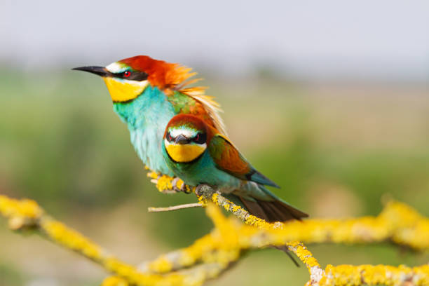 istock beautiful wild birds with serious looks 1187376472