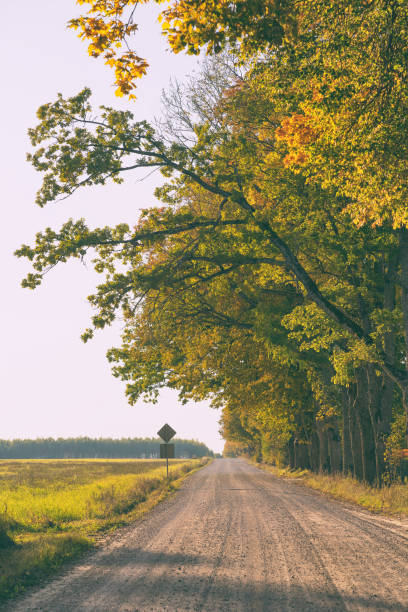 istock Dirt road with oaks in the fall 1187384253