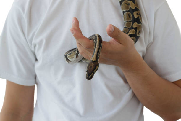 istock The image of the royal or ball python on the hand of man 1187384584