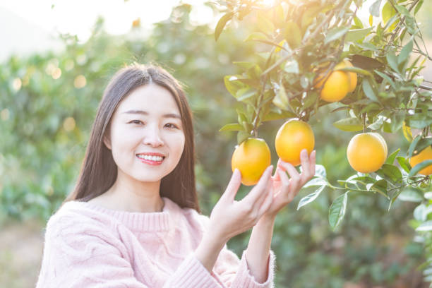 istock Asian young woman picking oranges in an orchard 1187385855