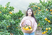 果樹園でオレンジを摘むアジアの若い女性