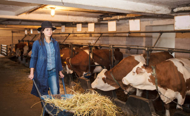 istock Daily job at cattle ranch 1187386400