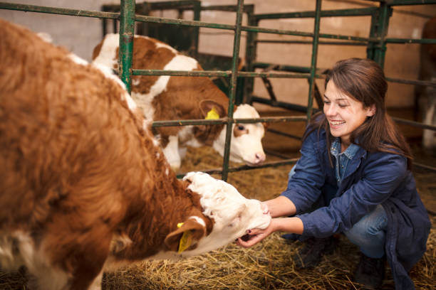 istock Daily job at cattle ranch 1187388046