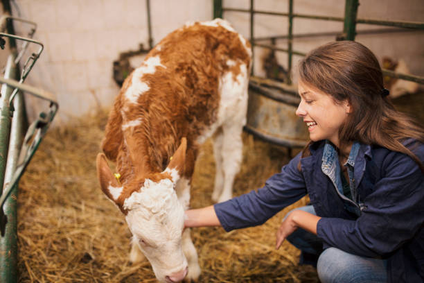 istock Daily job at cattle ranch 1187388159