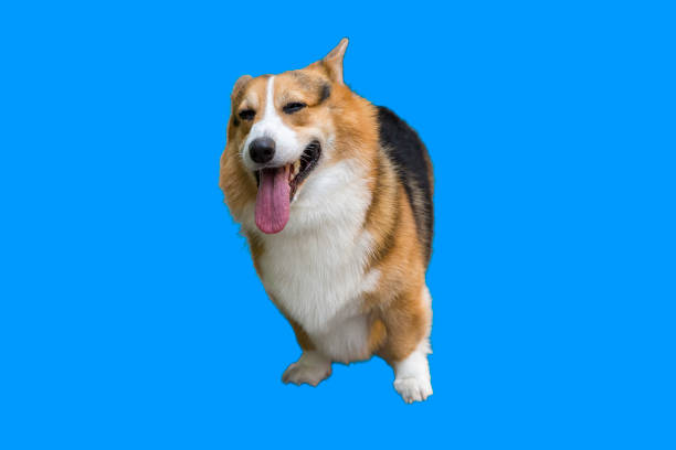 istock Happy dog corgi die cut on blue background, focus selective. 1187388191