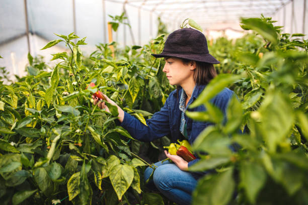 istock Female farmer in pepper greenhouse 1187388212