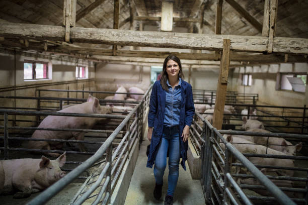 Female farmer in pig farm
