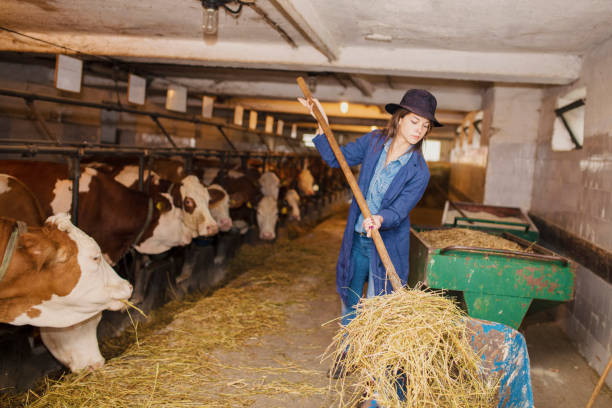 istock Daily job at cattle ranch 1187388371