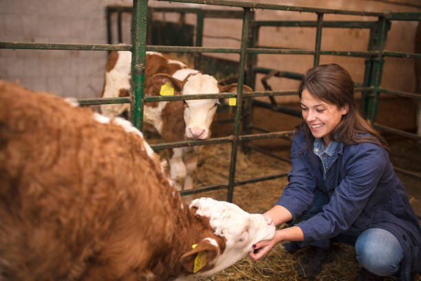 istock Daily job at cattle ranch 1187388415