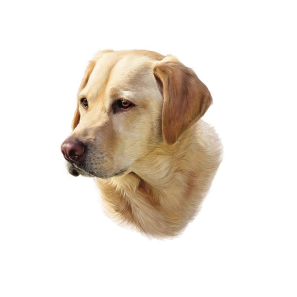 illustrazioni stock, clip art, cartoni animati e icone di tendenza di cane labrador retriever d'oro - golden retriever friendship white small