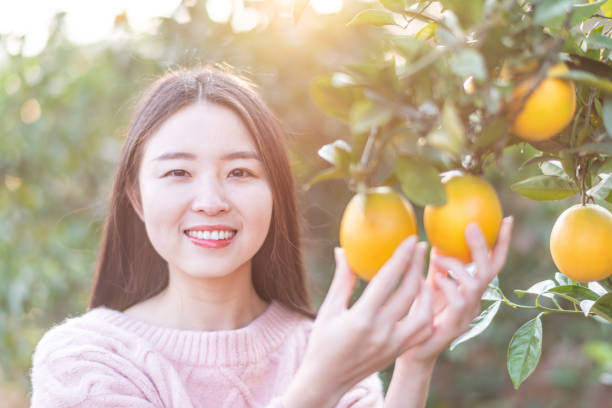 istock Asian young woman picking oranges in an orchard 1187389640