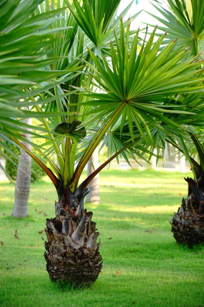 istock Palm tree Ornamental plants beautiful 1187390100