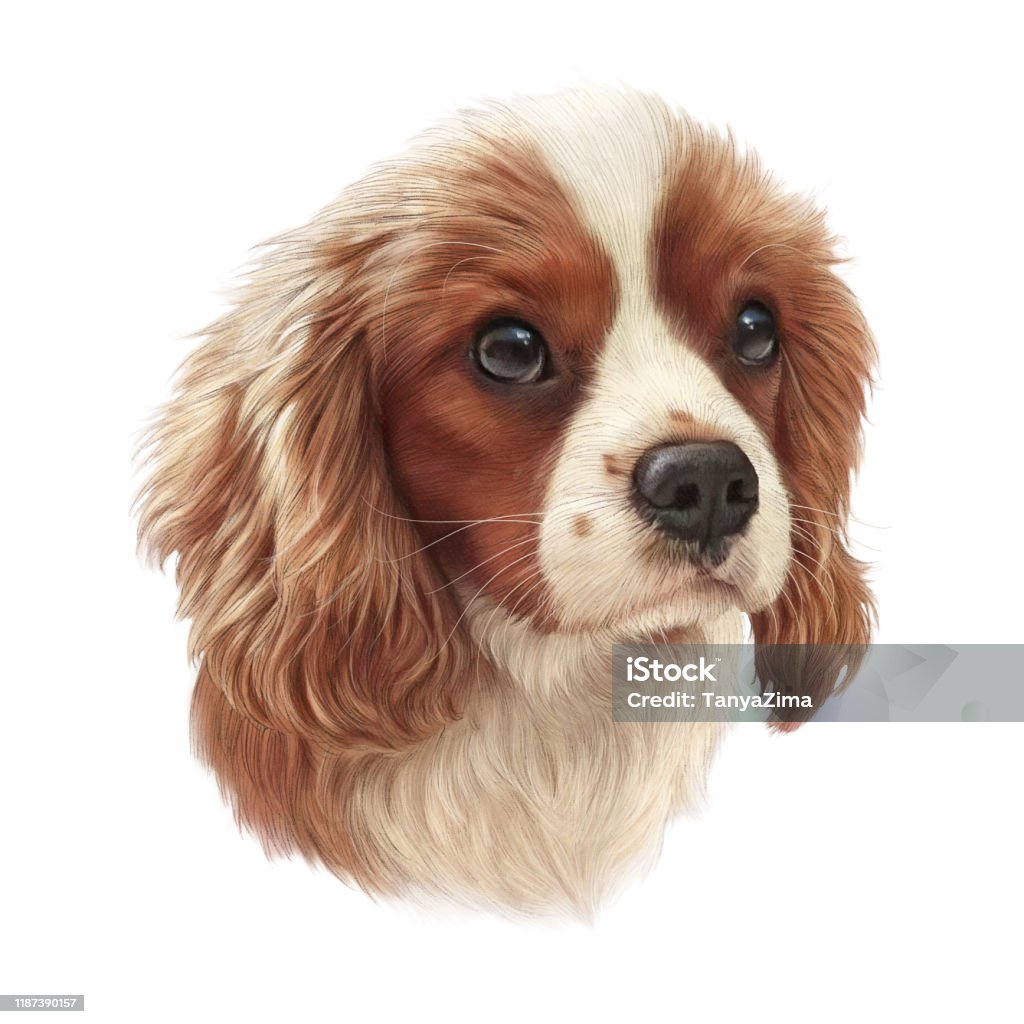 Cocker Spaniel Dog Stock Illustration - Download Image Now - Dog ...