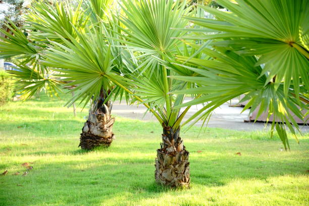 istock Sugar palm tree in garden 1187390528