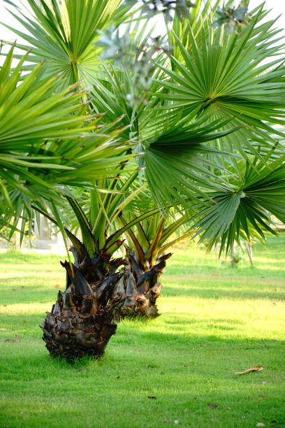 istock Sugar palm in the garden 1187390591