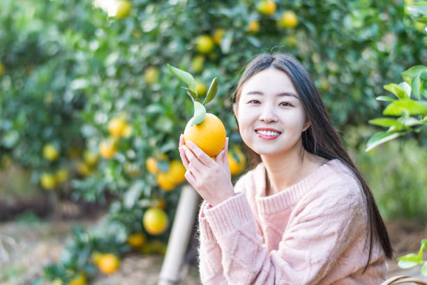 istock Asian young woman picking oranges in an orchard 1187391163