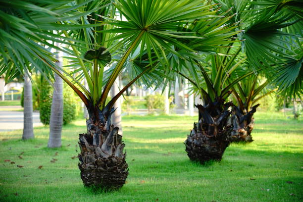 istock Sugar palm in garden 1187391220