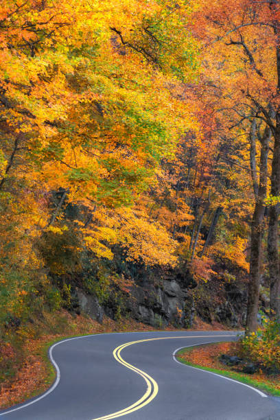 istock Smoky Mountains and curving road 1187391228