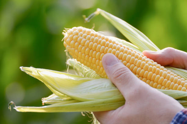 istock Harvest ready unwrapped corn cobs in farmer's hands closeup 1187393885